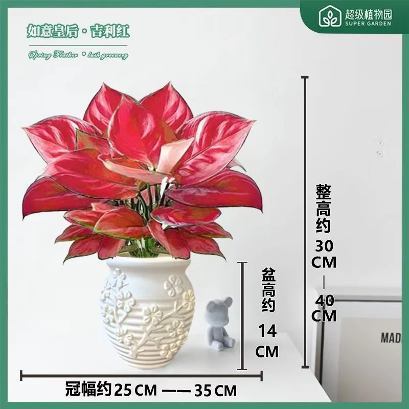 吉利红如意两株室内盆栽如意皇后办公室桌面30-40CM