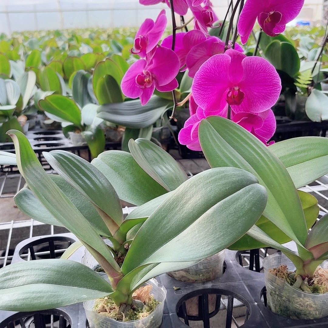 无花朵大辣椒4颗2.5杯叶片易开裂