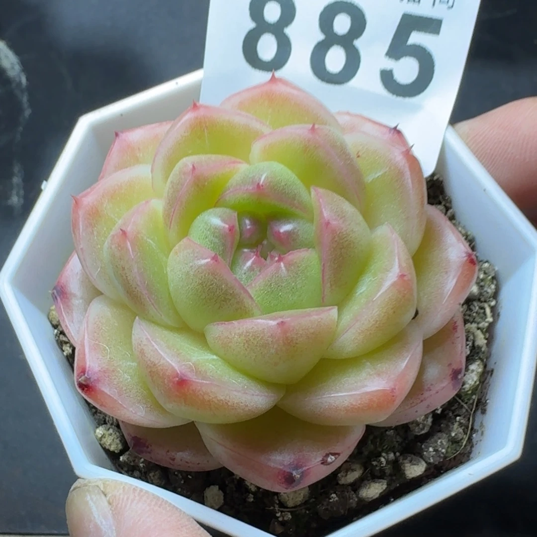 m100        平安福寿多，财运福运走上坡