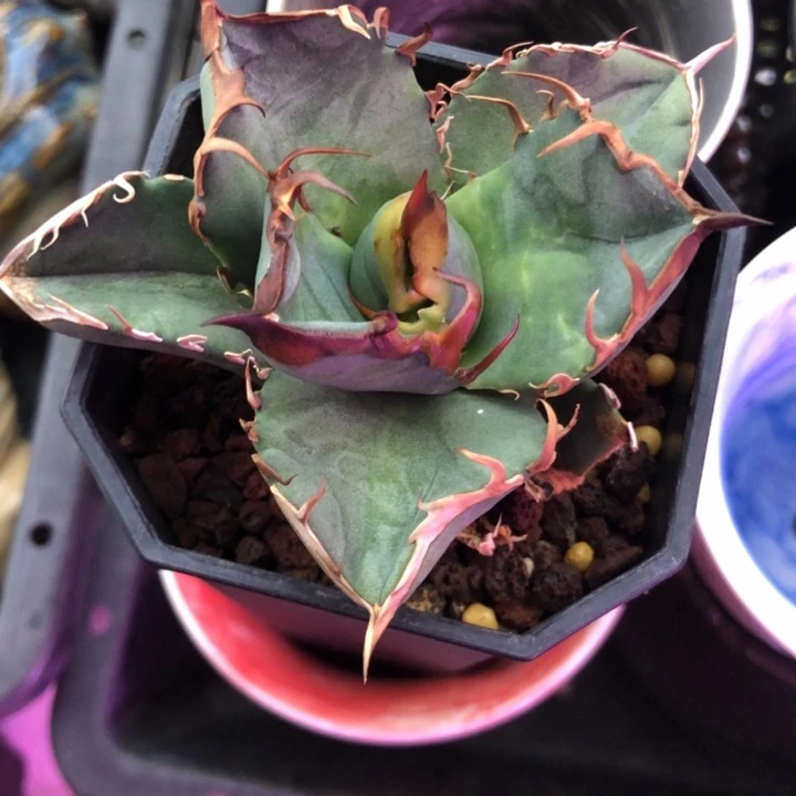胡***怼绿肌仁王冠龙舌兰