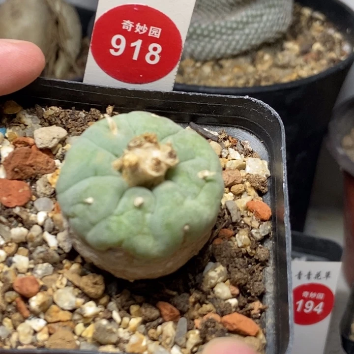 海鲜一颗仙人球368