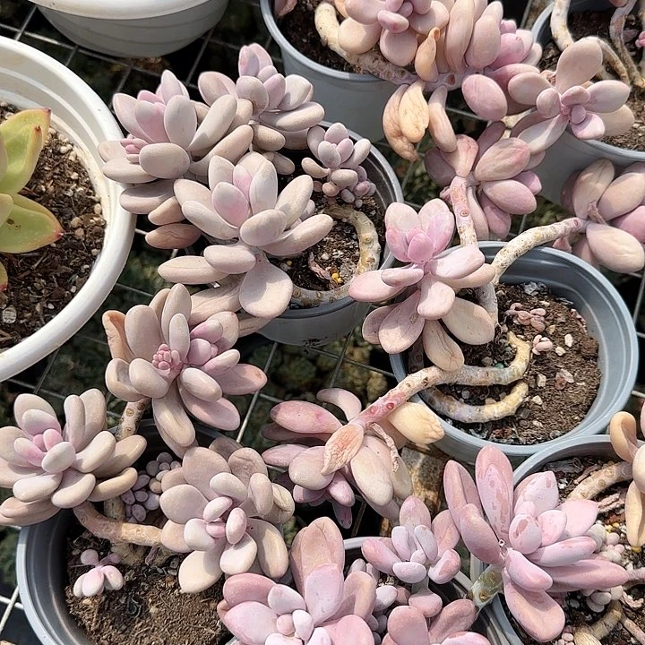 简****9弗兰克好种好养