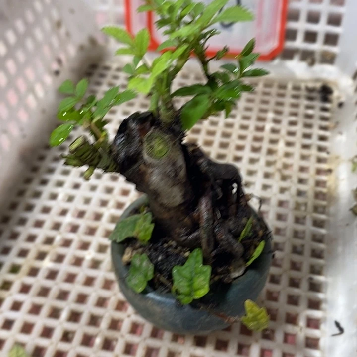 时***贵无花朵退款拉黑一物一拍156