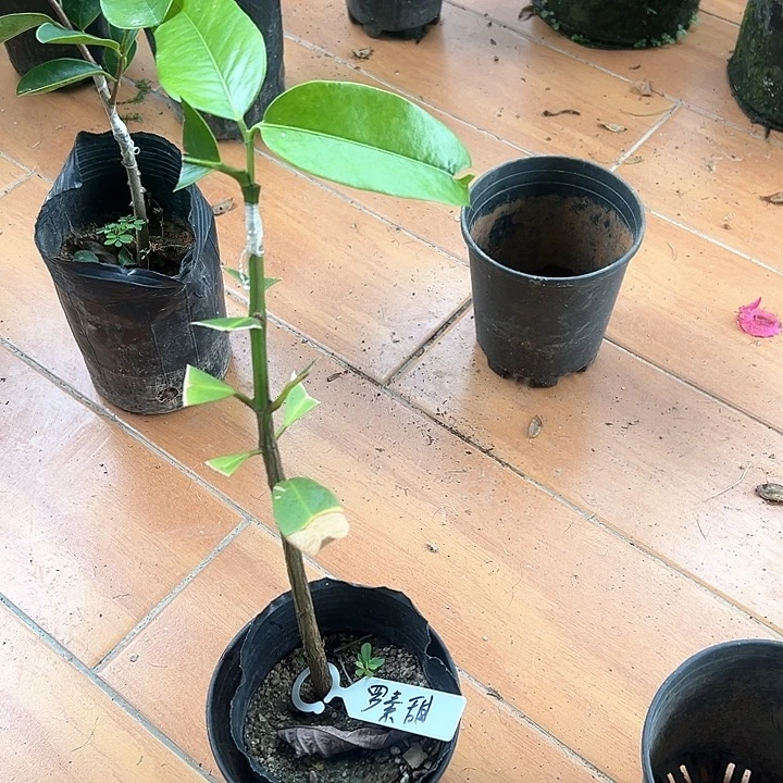 味***头罗素甜梦都山竹嫁接苗