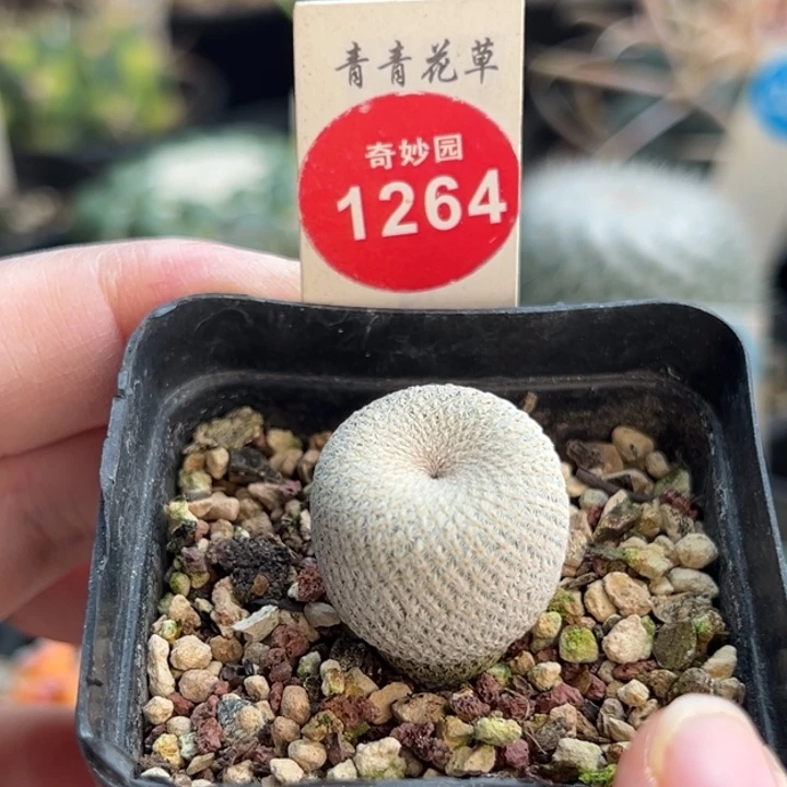 实生小人帽2.1cm一棵仙人球