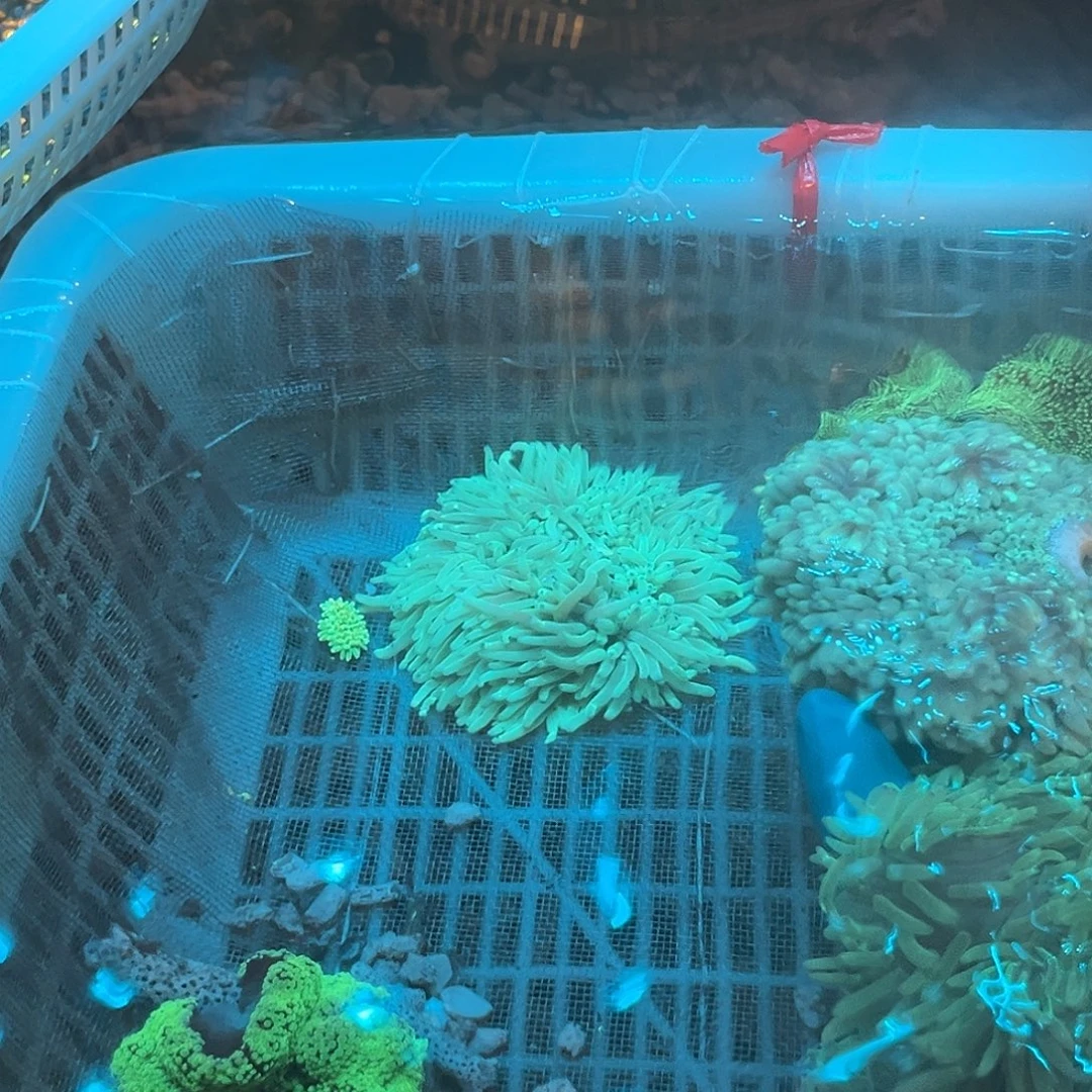 绍***织纽扣珊瑚空运运费25