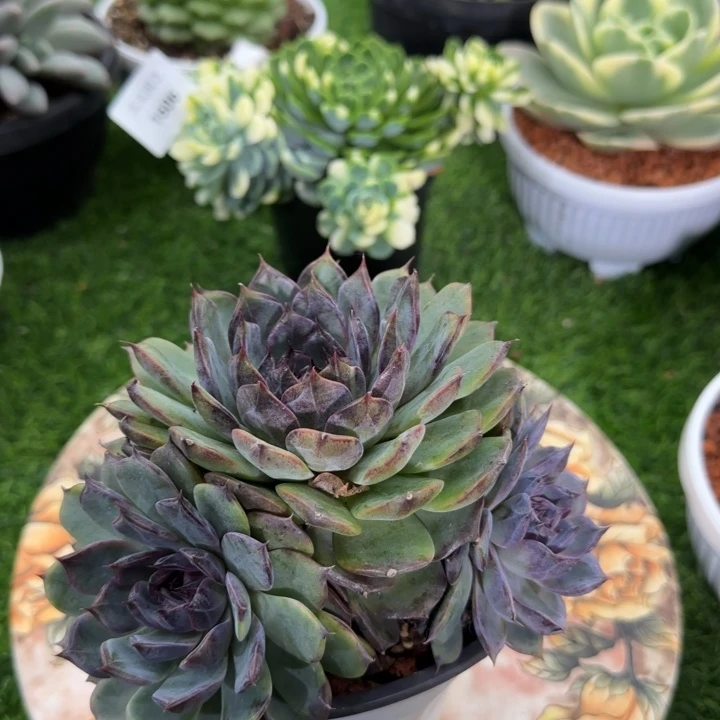 蓝莓三头多肉植物一物一拍