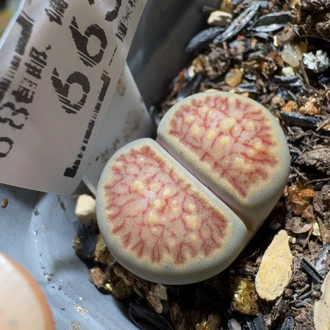 Sssss精品生石花663