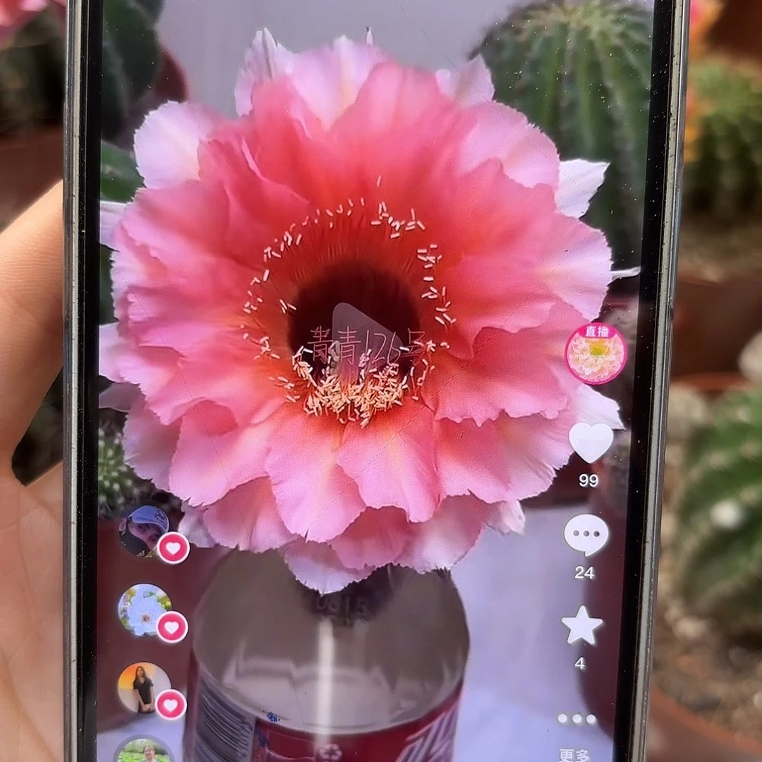 彩草126号5-5.5公分左右有干皮