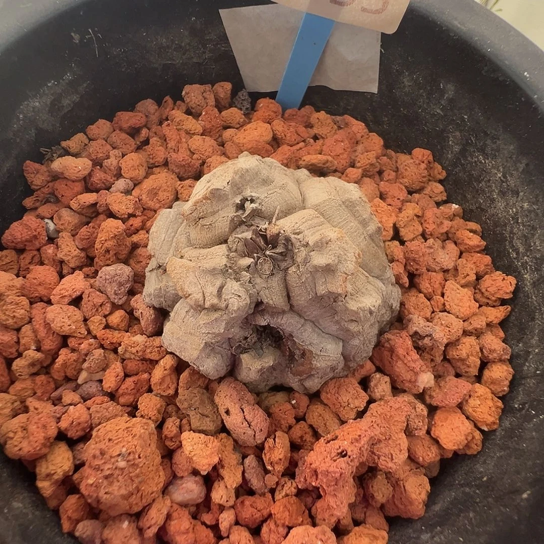 多肉植物专拍 一物一拍 南非龟甲龙053