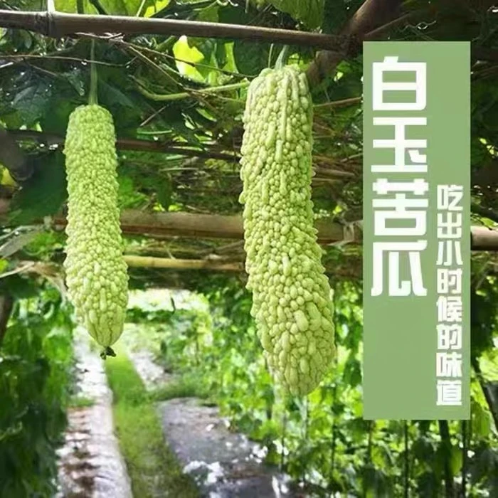 【顺丰包邮】湖南老品种新鲜白玉苦瓜白凉瓜农家自种现摘农家自种白