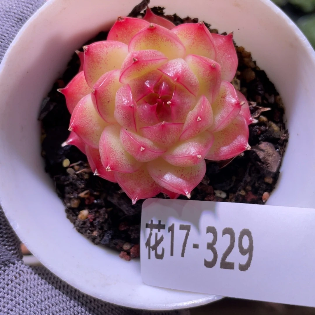 花利美17-329海王