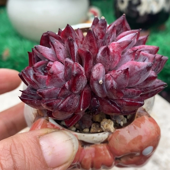 绿龙杂整带盆土多肉