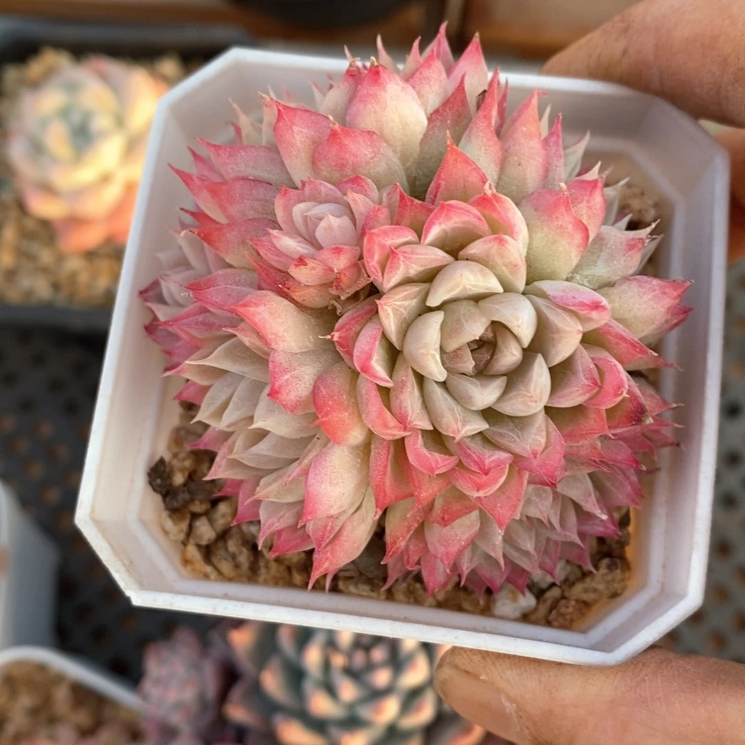 精品多肉一物一拍70