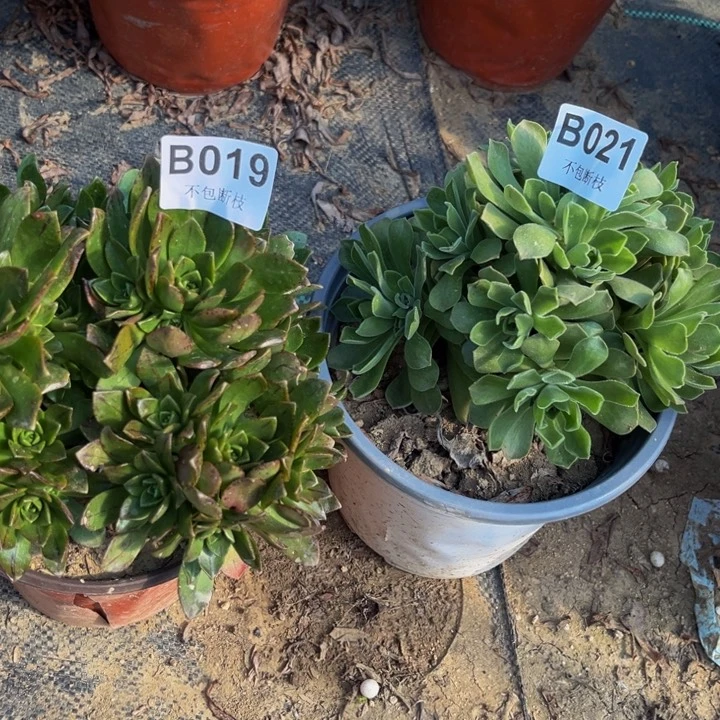 019和021两颗多肉法师不包断枝