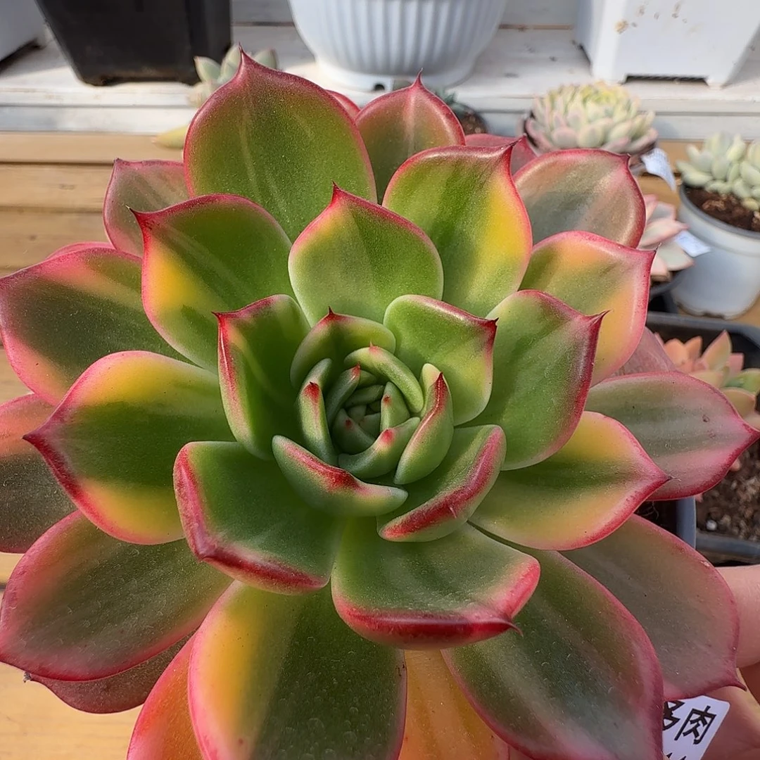 弗朗明戈锦11214-204