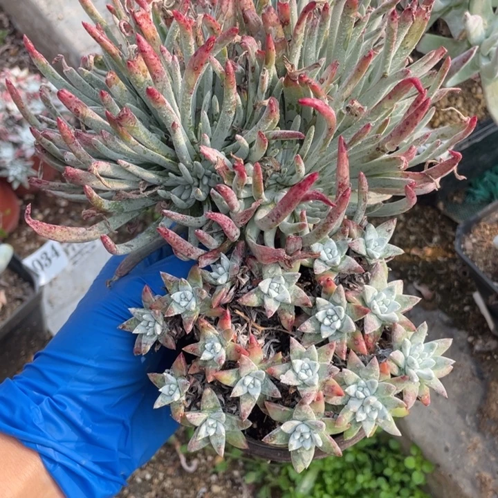 919号白菊和爱杜丽丝多肉