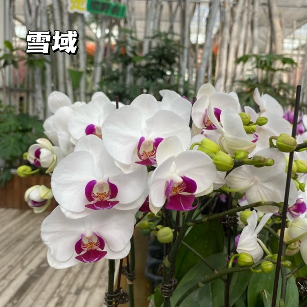 【雪域】蝴蝶兰单株 折枝掉花赔付5元 精品家庭花卉 基地直发