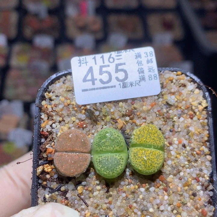 精品生石花116.455