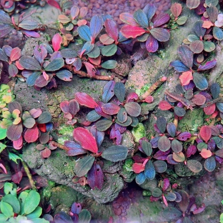 辣椒榕水草雅典娜