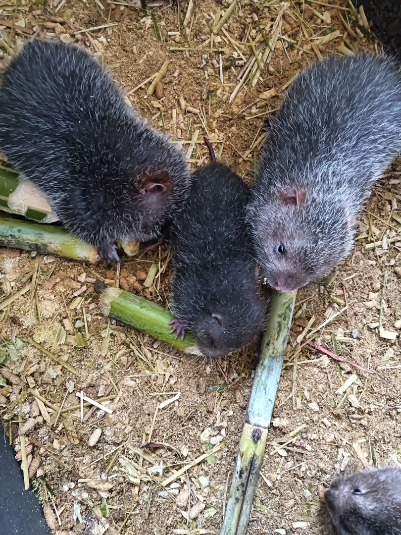 竹鼠种苗健康高产