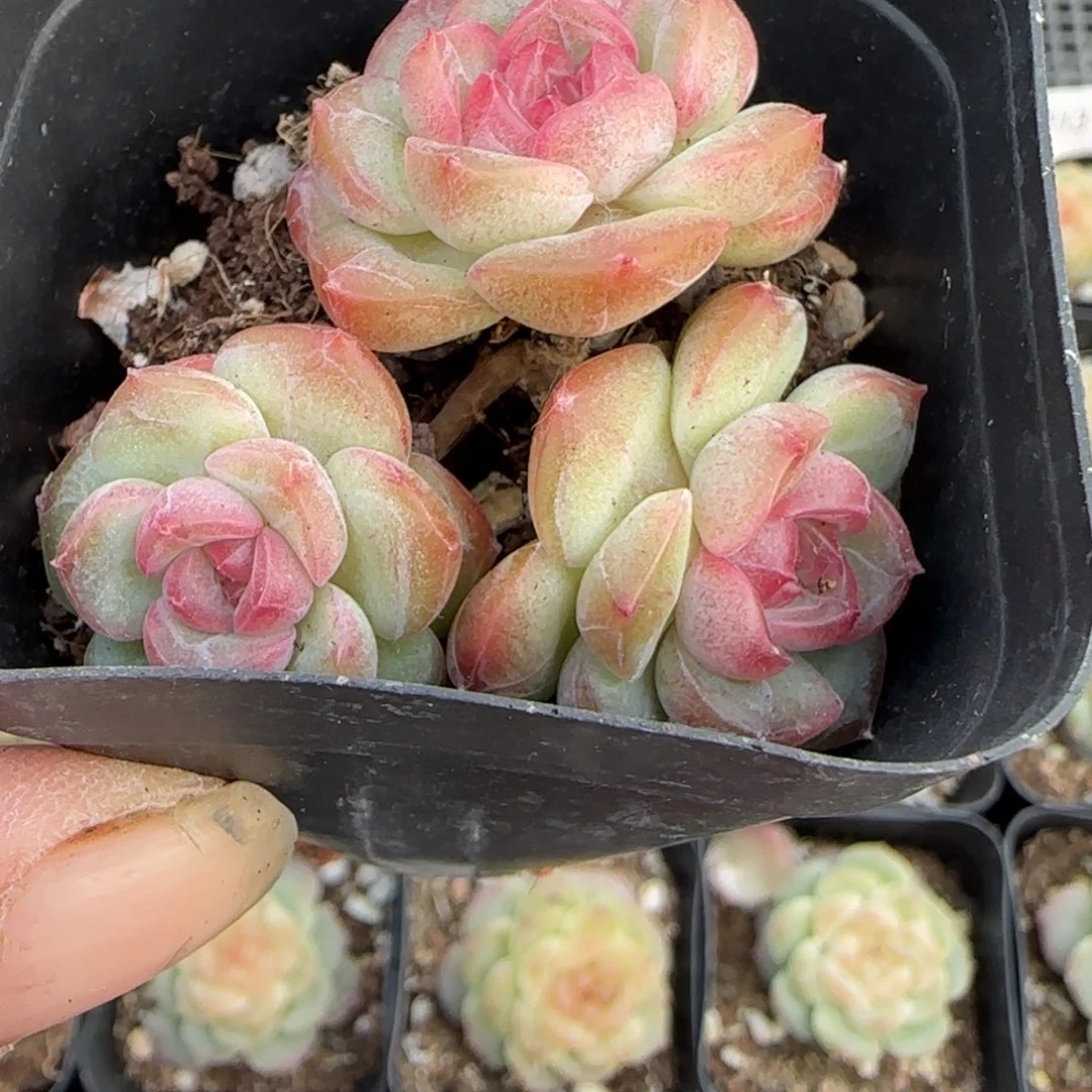 多肉小卡拉米糖心一物一拍