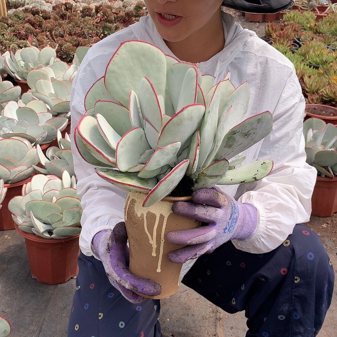 白眉28.8 多肉植物量拍