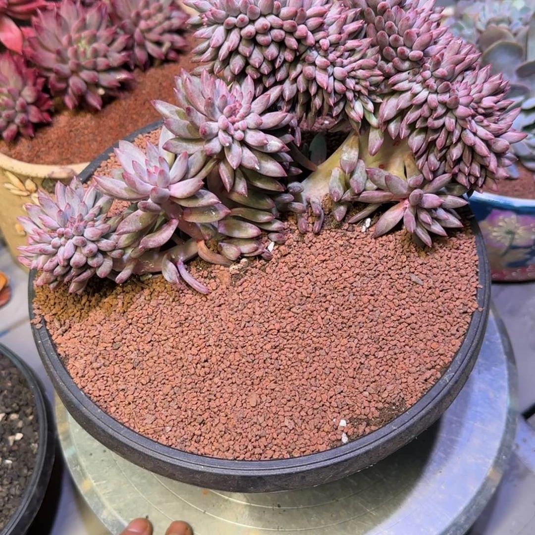 虞美人缀化多肉植物一物一拍