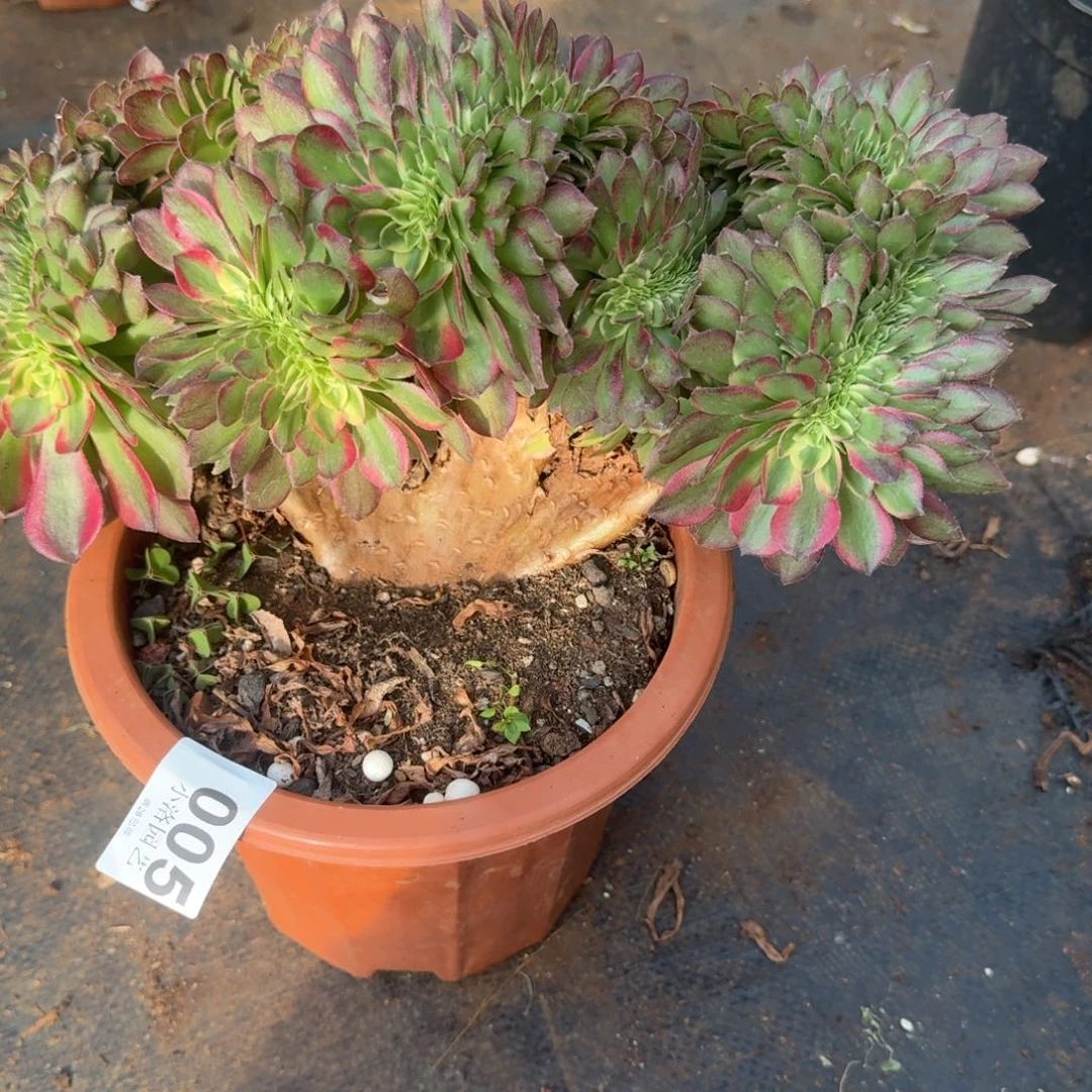 5海王缀化多肉植物满28包邮