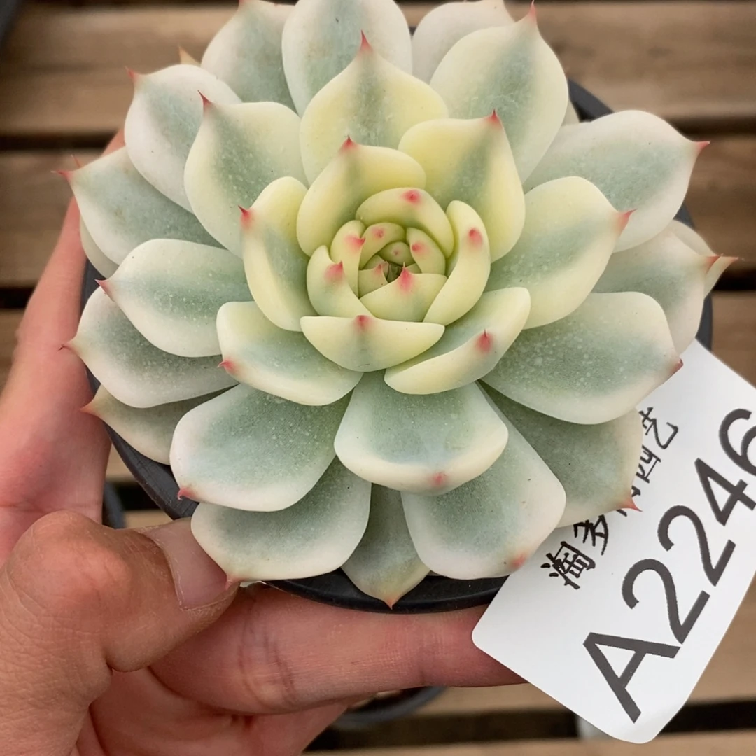 吉娃娃锦多肉植物A2246