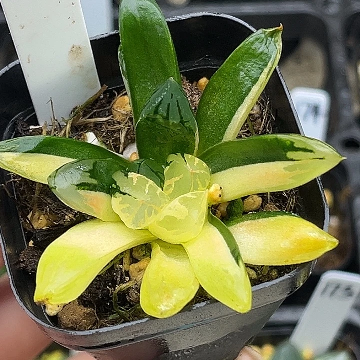 175花水晶玉露锦头家多肉十二卷