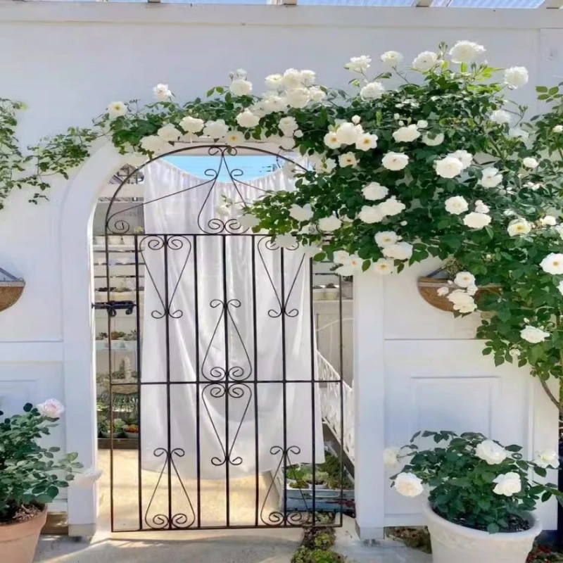 【藤冰山】藤本多季节开花白色爬藤爬墙庭院种花卉盆栽地栽苗