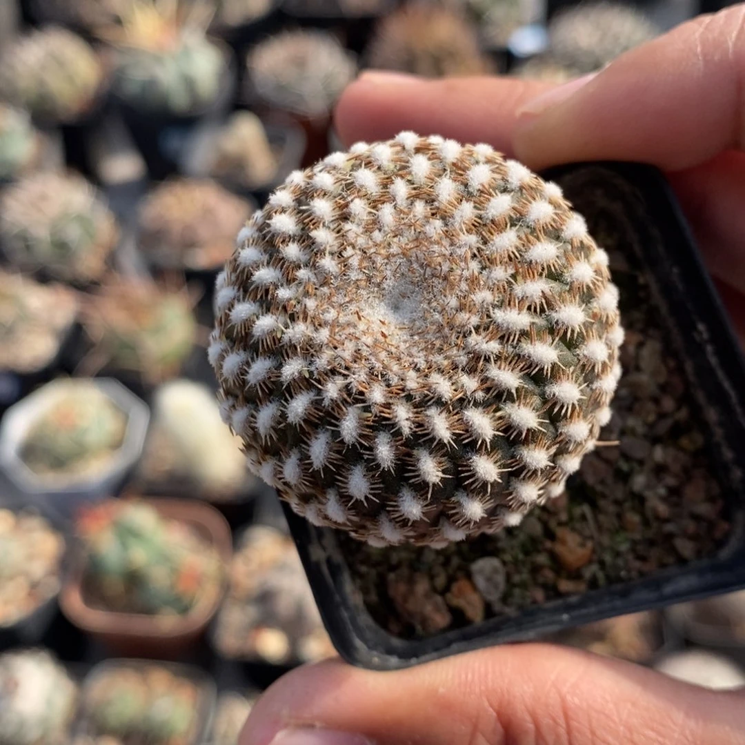 植播园艺优选黄环丸