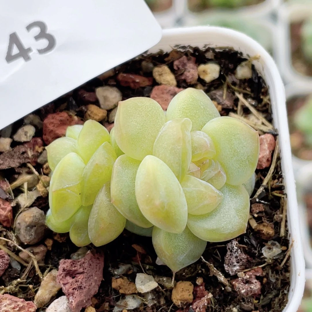 43号糖心冰心珍妮