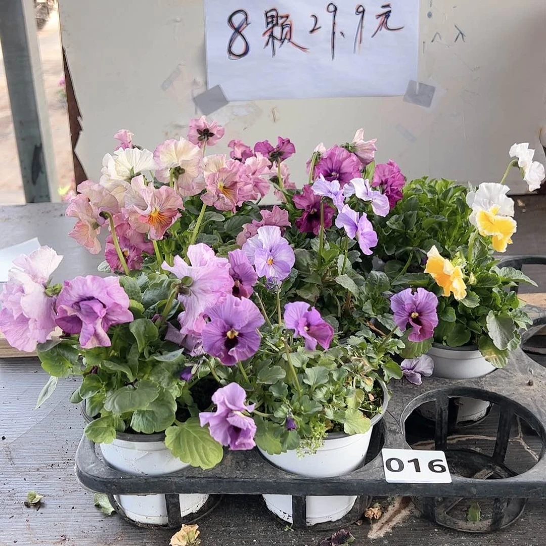 【闪购商品】016号