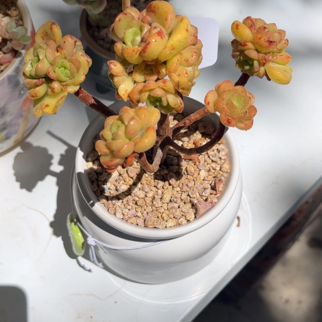 财****贝一物一拍百合丽丽66