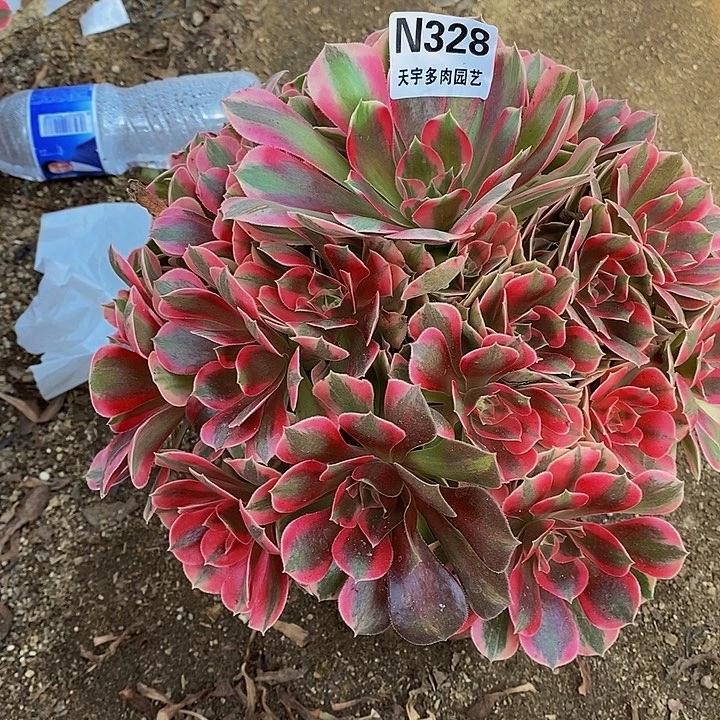 多肉植物七彩石328多肉