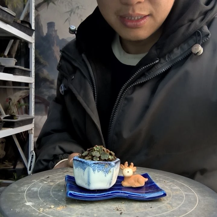 S**K小盆景小植物一物一拍58