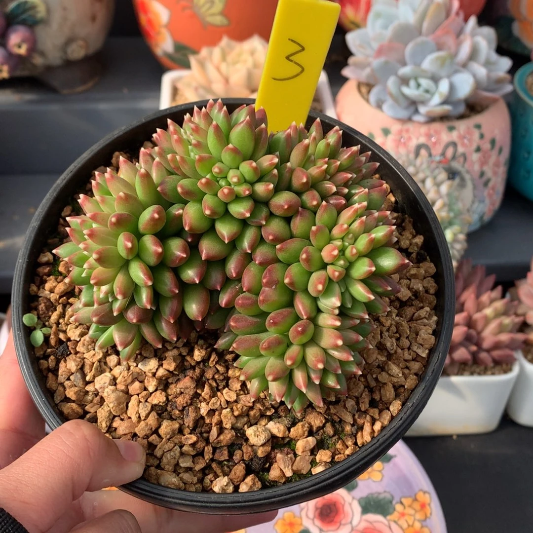 我们家的小姐姐们