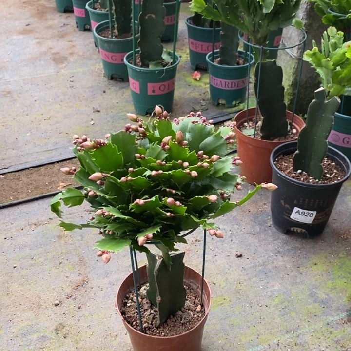 当前无花栽培后可以开花知*479嫁接黄索