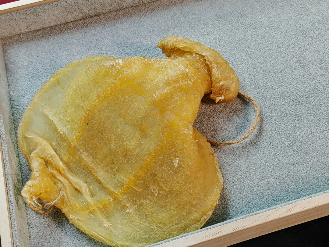 139g金兰赤嘴母胶石肚造型天然高品质滋补胶《海之澳鱼胶》