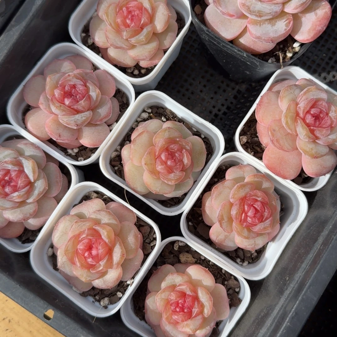 1126-01-秋意浓一颗量拍