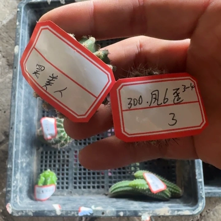 240凤6，黑美人各一个无根侧牙小