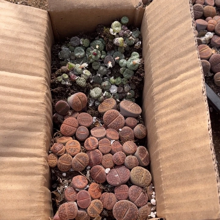 一箱混搭三品种8888888