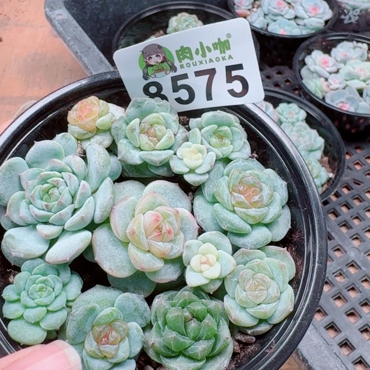 多肉植物多肉植物