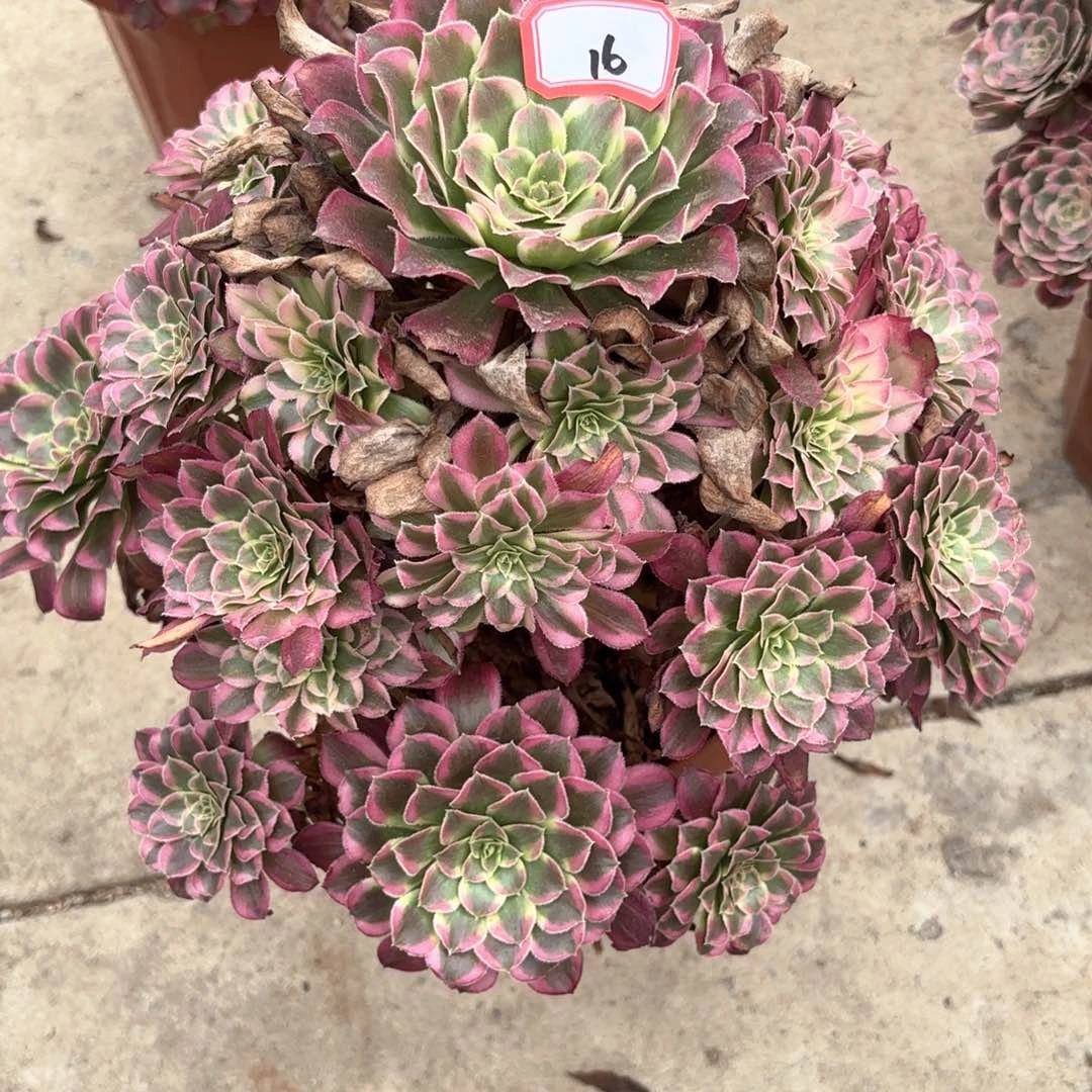 全部花朵16天合多肉植物