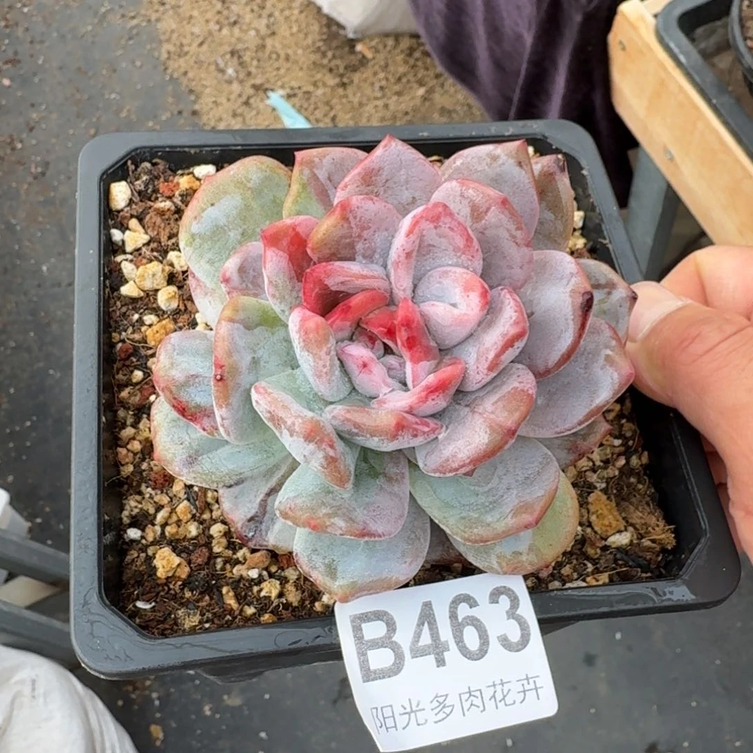 11厘米的尺寸一物一拍的