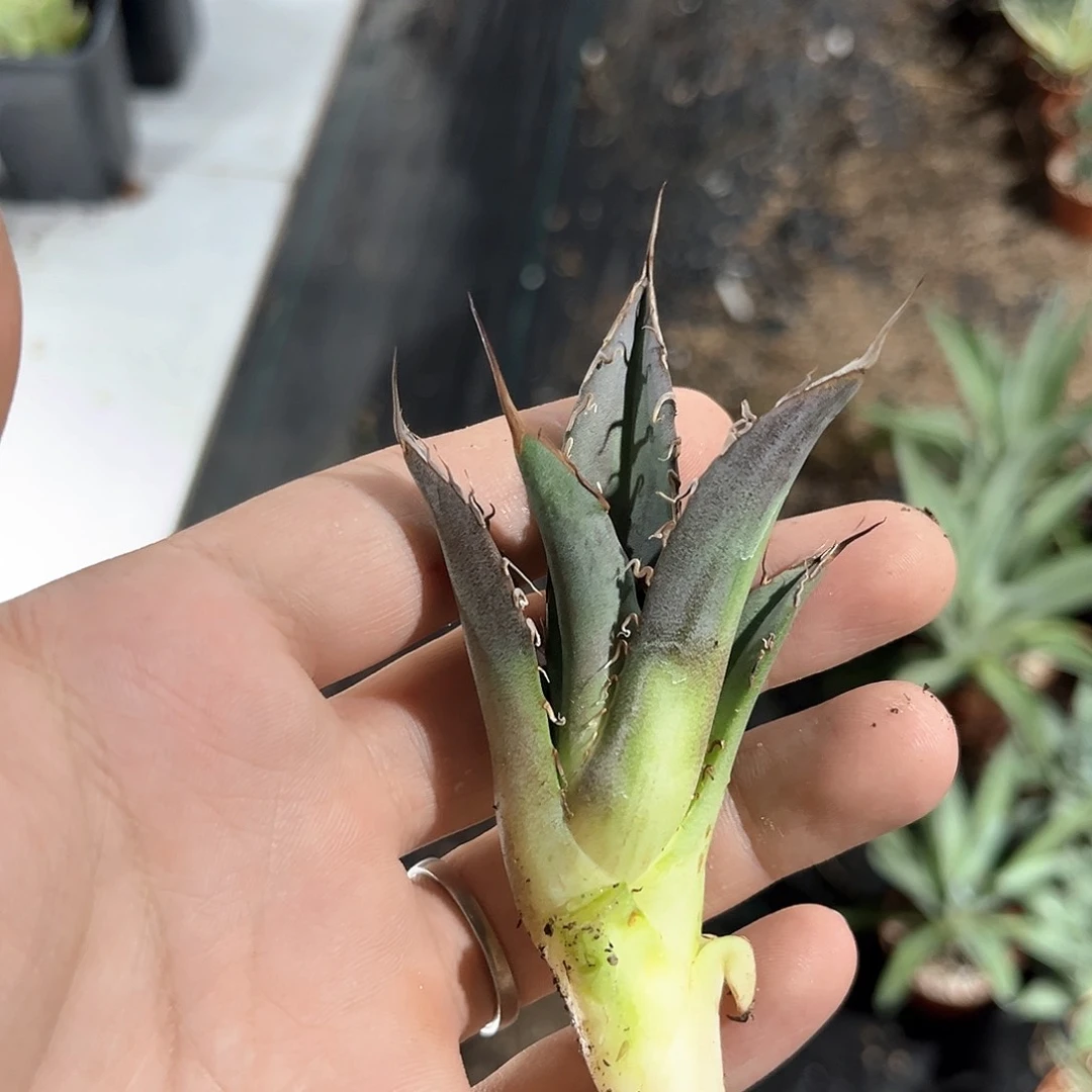 石**芽金刚狼侧芽30米