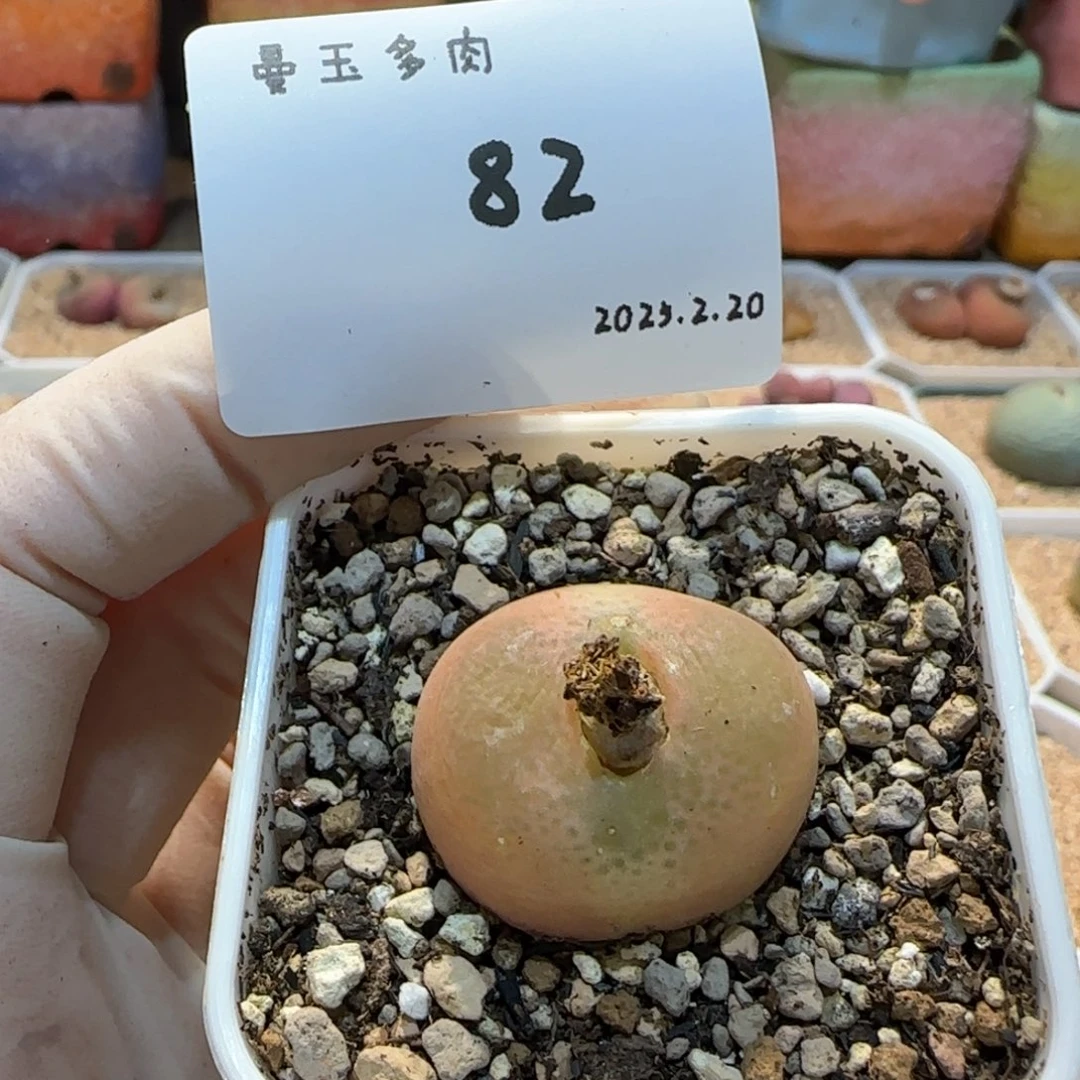 多肉多肉多肉2.20-082