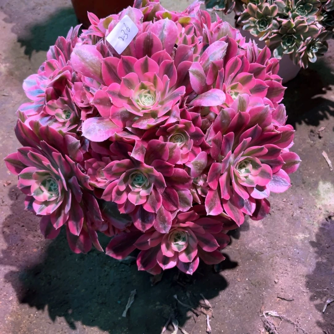 荷**美多肉植物粉女巫236